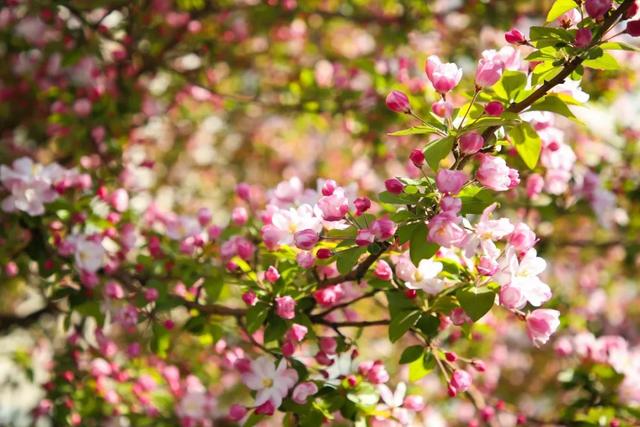 荣程集团迟日江山丽春风花草香赏天荣海棠花开