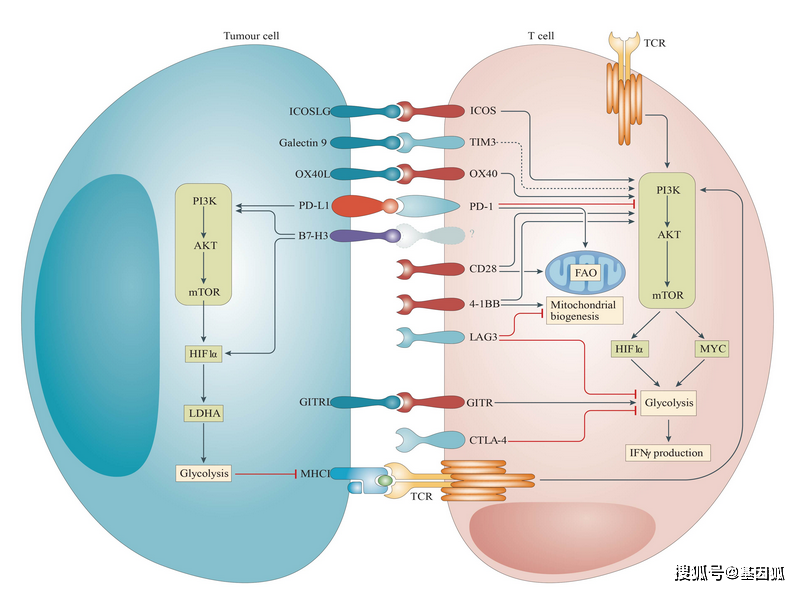 科普 | 靶向和非靶向性代谢组学分析技术简介_研究