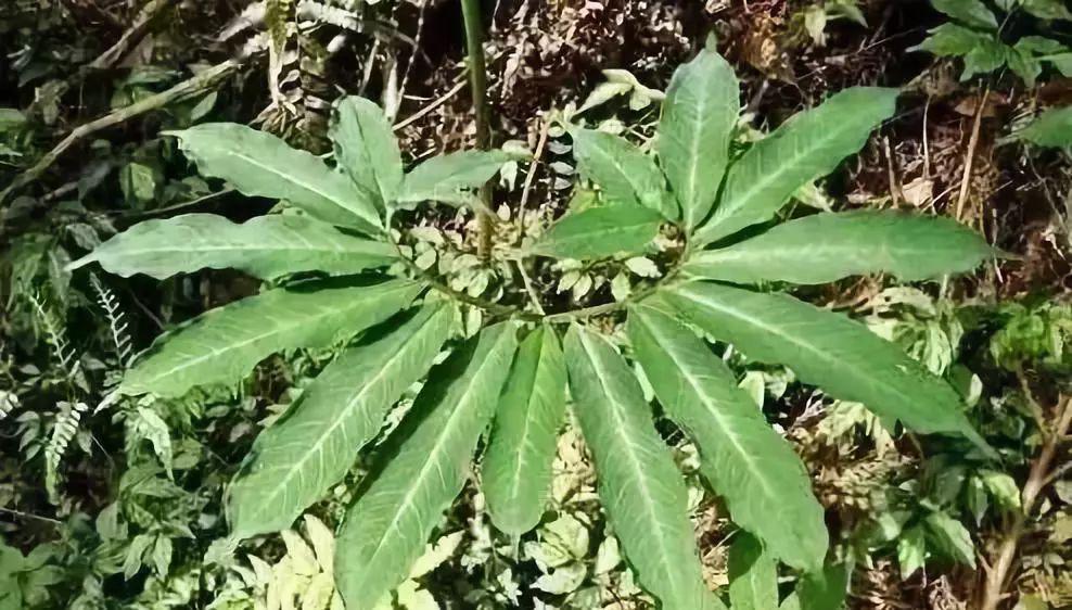 最后小萌提醒各位街坊不要随便采摘野生草药买药材最好到正规药店哦~*