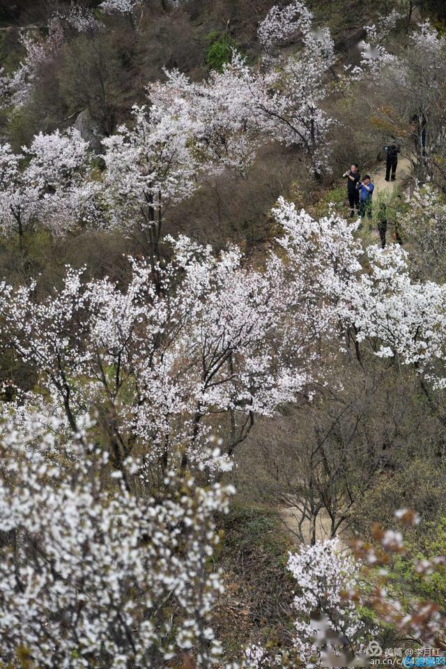 摄影欣赏天马寨野樱花开放盛况