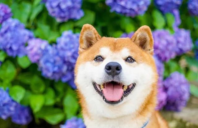 100张柴犬与花的合照治愈的笑容圈粉30000人