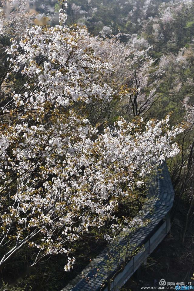 摄影欣赏天马寨野樱花开放盛况