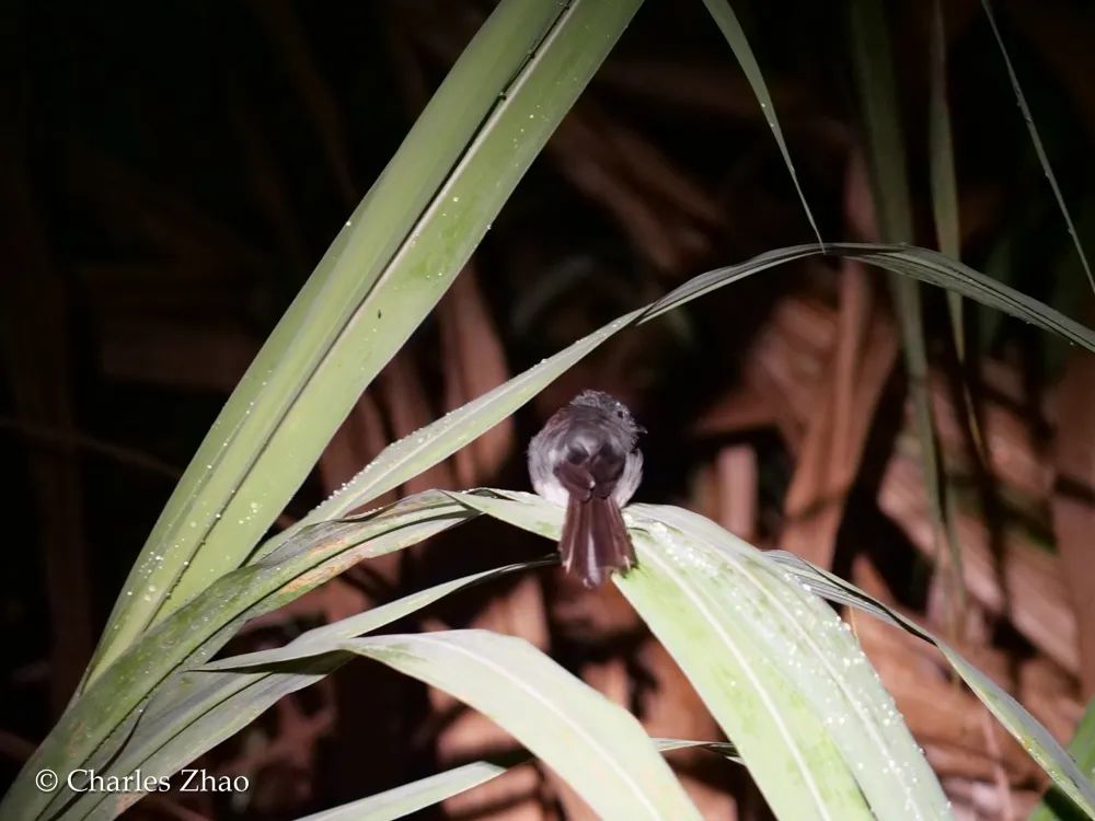 而在河边的树枝上,白胸苦恶鸟,灰缝夜莺,鹊鸲也在树枝上睡觉.