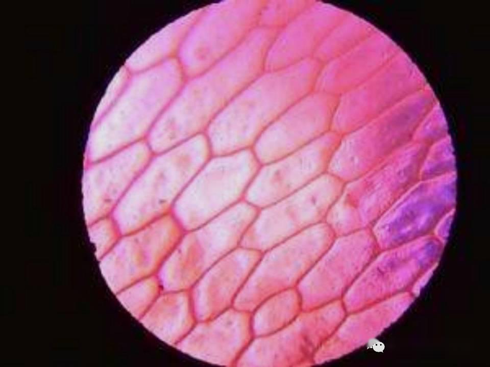 显微镜下的人体口腔上皮细胞和洋葱表皮细胞视频视频从课后的实践作业