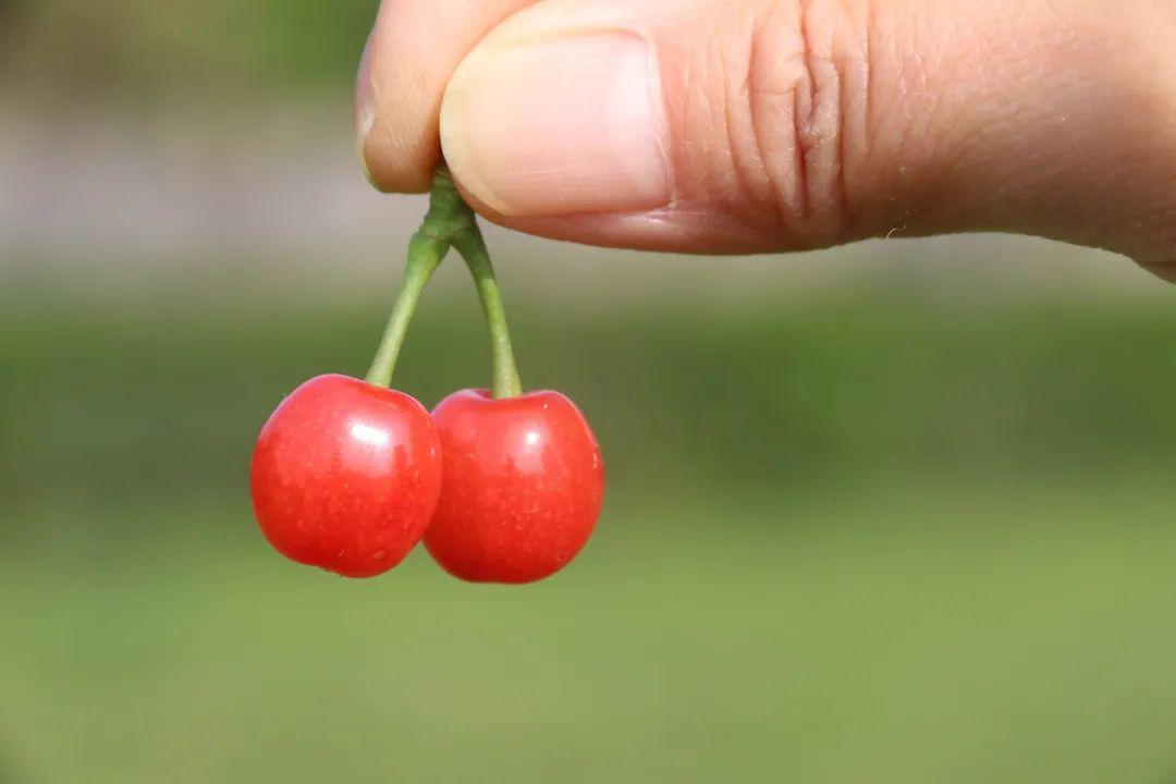 壽安紅了櫻桃綠了芭蕉嬌豔欲滴除了愛還是愛