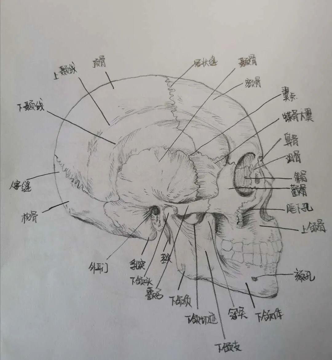 头颅解剖图素描图片