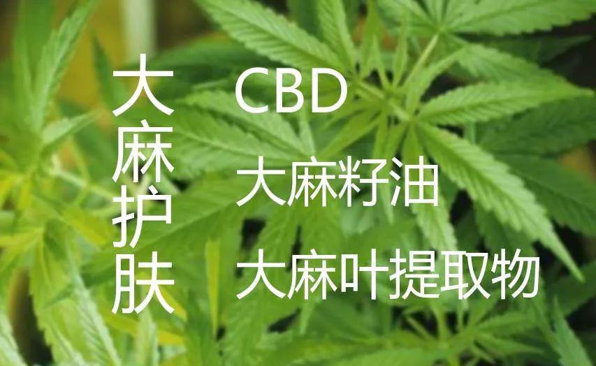 大麻籽油作为洗涤护肤品的高端油脂抗氧化抗衰老效果较好,但是相对于