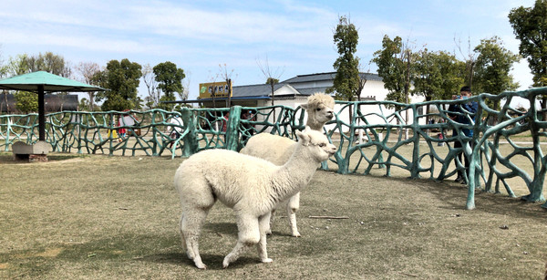 宿州野生動物園的猛獸與