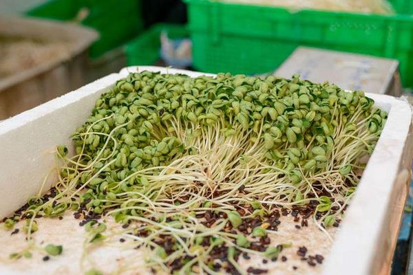 绿豆芽在发芽的过程中,其维生素c的含量超过绿豆的6倍之多,丰富的