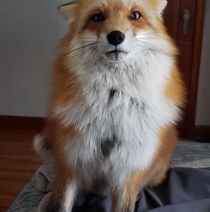 组织的工作人员说dixie今年三岁了,它原来是一只家养的宠物狐狸,但