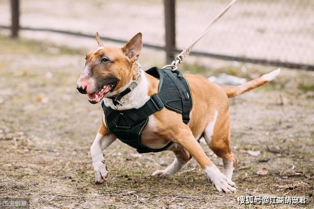 原创这6种小型犬体型虽小脾气却很暴躁有你家狗子吗