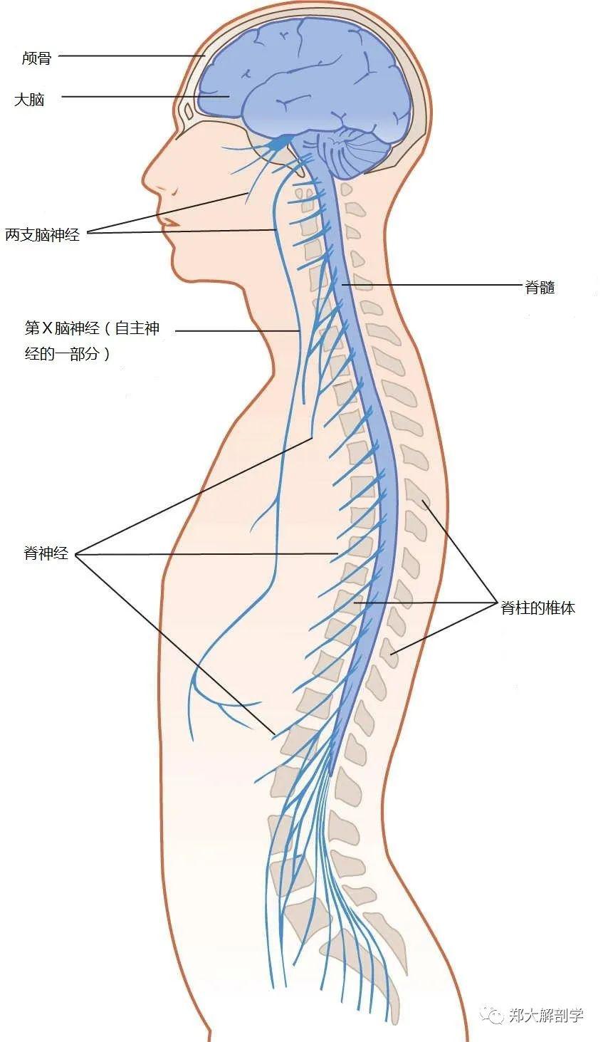 (1)中枢神经系统:由脑和脊髓组成,被骨包围,由保护膜(脑脊膜)缠绕并