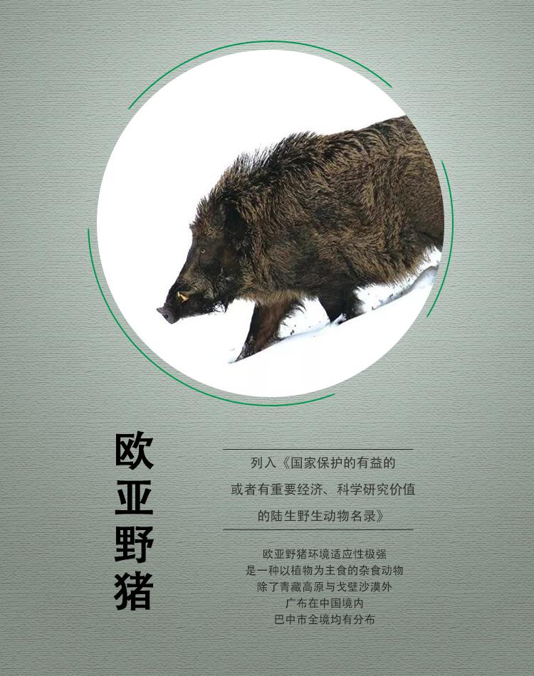 让我们一起守护巴中这些美丽的生灵_保护