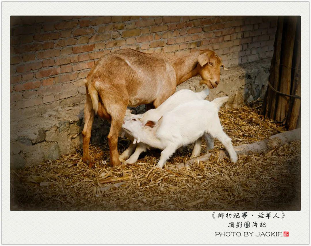 羊吃人奶图片