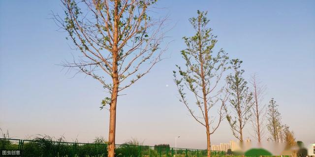 散文冠縣清泉河溼地公園