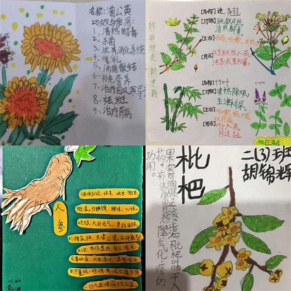 中草药名片制作小学生图片