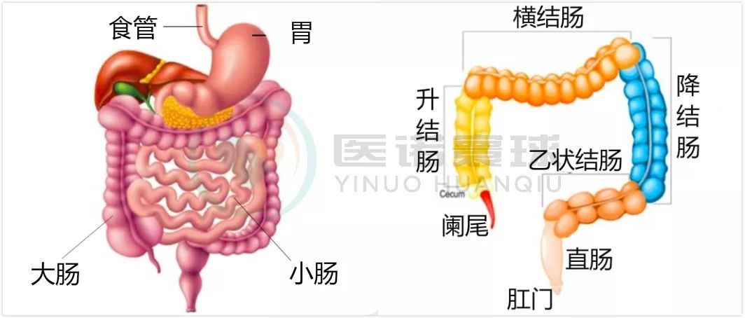 一般说的肠癌是指结直肠癌,小肠癌发生的概率只有2%