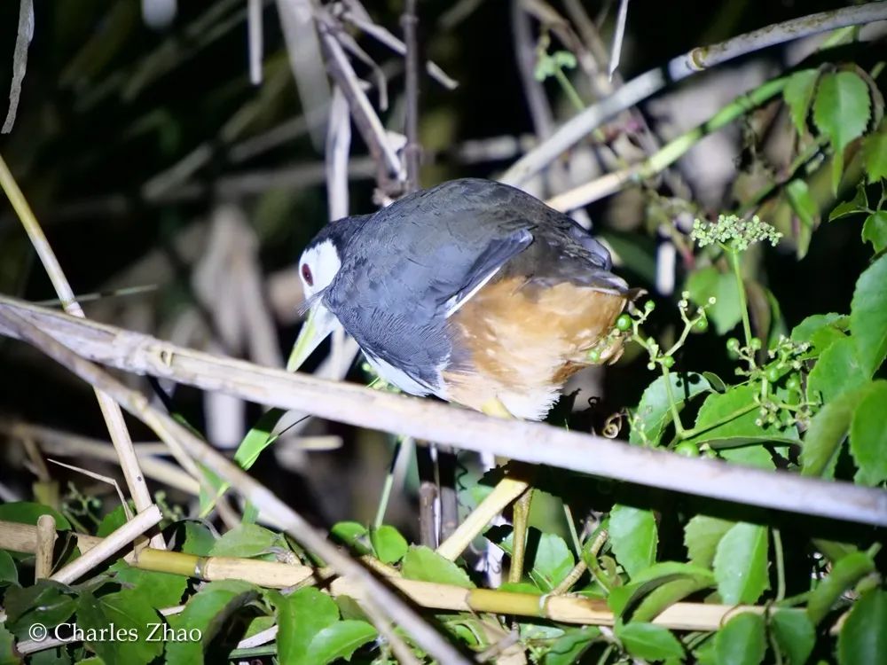 而在河边的树枝上,白胸苦恶鸟,灰缝夜莺,鹊鸲也在树枝上睡觉.
