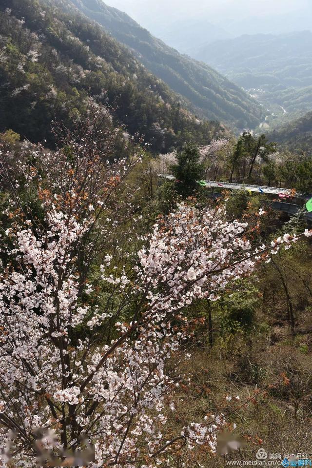 英山天马寨樱花图片