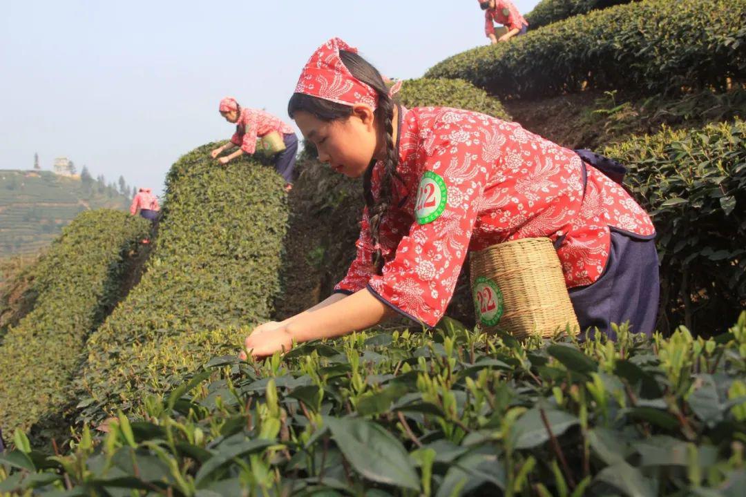 茶祖吴理真图片