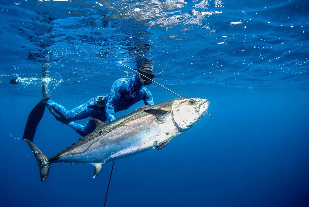 全球体验官招募 | 潜探超级生命大熔炉,加拉帕戈斯逐舞锤头鲨