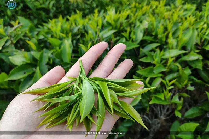 上川岛野生白云茶-来自川岛馈赠之宝的醇香-一代茶中绝品:白云茶_手机
