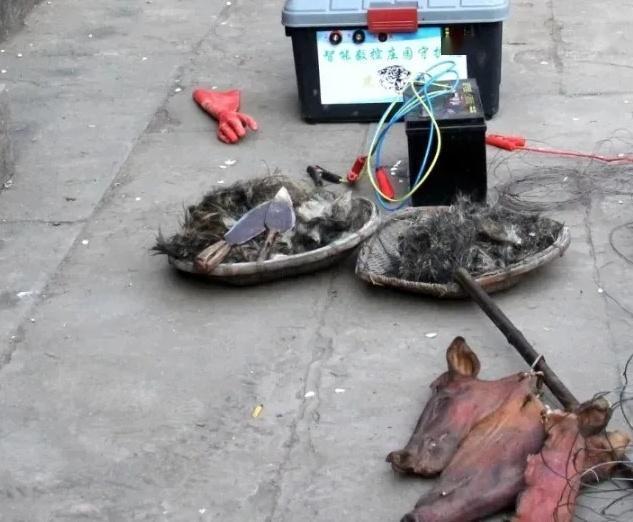 四川巴中老妇电死野猪并售卖被判拘役并赔偿