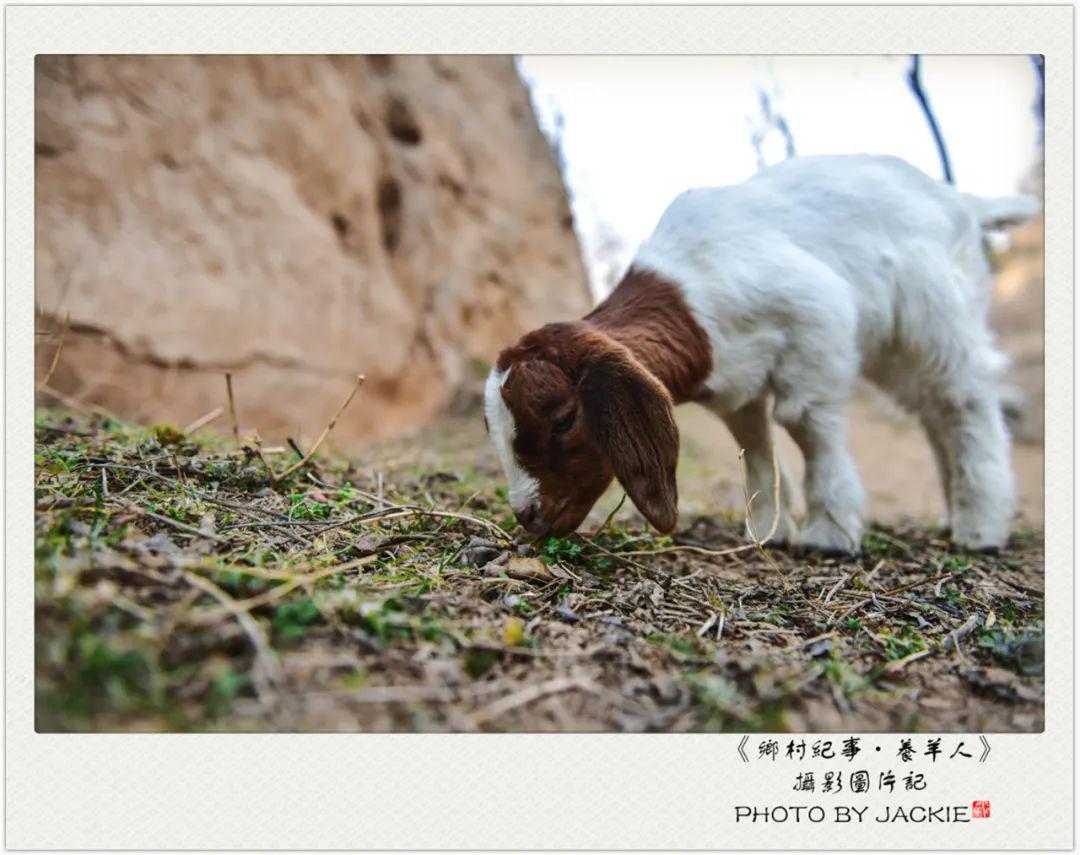 沟崖上遇到放羊人-part2 夕阳下,沟底的白杨树梢已泛着黄绿,土崖上