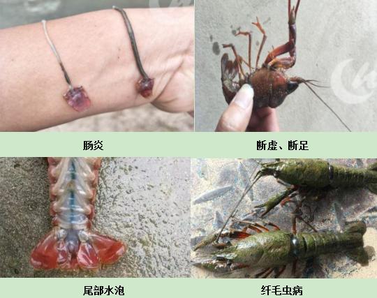 让人闻风丧胆的五月魔咒即将来袭以防代治助小龙虾养殖户将五月瘟拒之