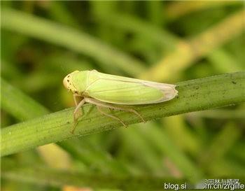 园林植物吸汁害虫终极防治方案