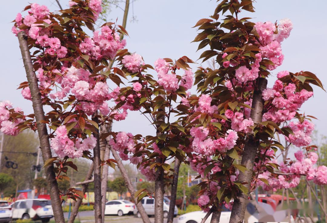 直播开始啦光山县百花迎春暨官渡河畔樱花文化节震撼亮相