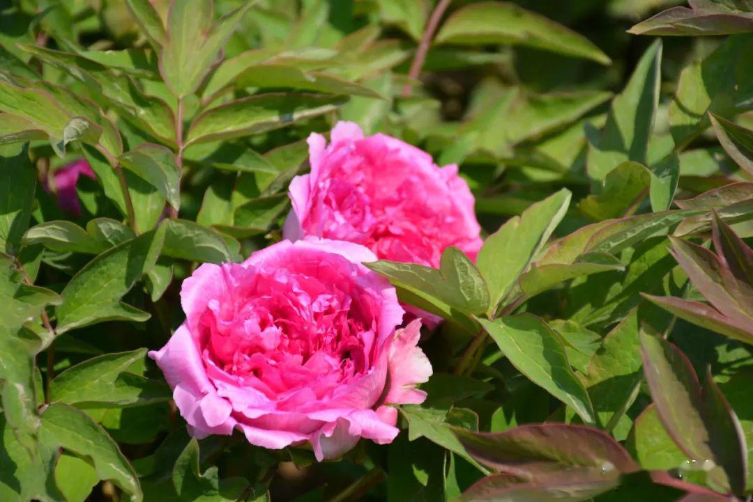 目前,菏泽百花园内的"太空牡丹"属第一代,颜色有粉色,粉蓝,紫红,墨紫