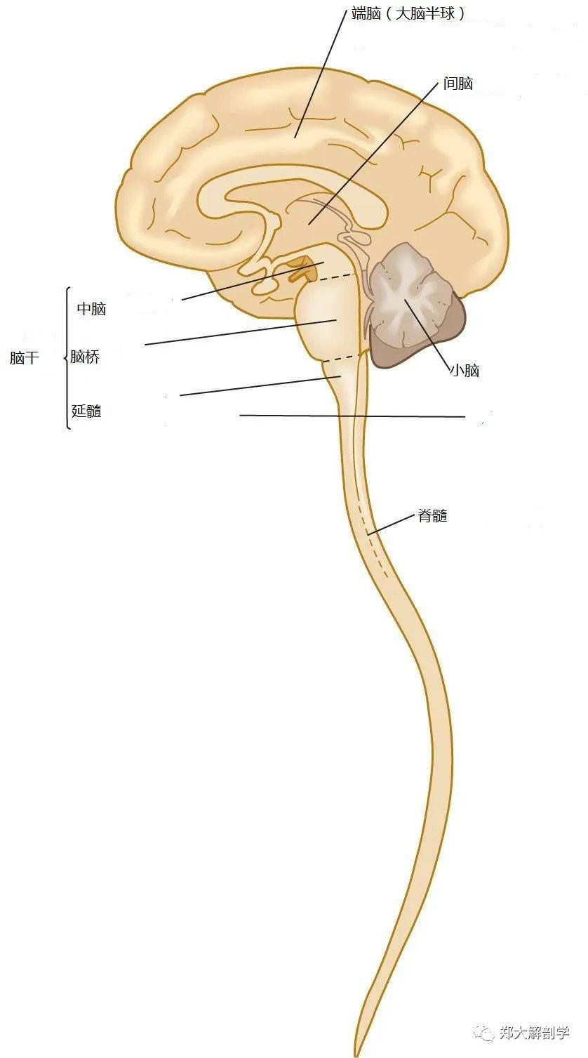 中枢神经系统包括脑和细长的脊髓