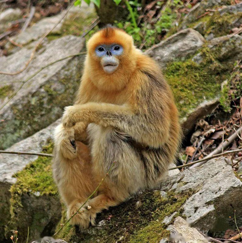 国际珍稀动物保护日守护大自然的馈赠