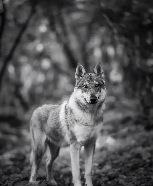 最像狼的犬似狼卻非狼不僅帥氣逼人價格也讓人望而卻步