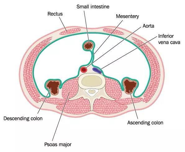 从功能解剖的角度来看腰大肌的重要性
