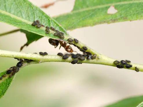 棉蚜月季长管蚜桃粉大尾蚜绣线菊蚜蚜虫类害虫以成虫,若虫群集在寄主
