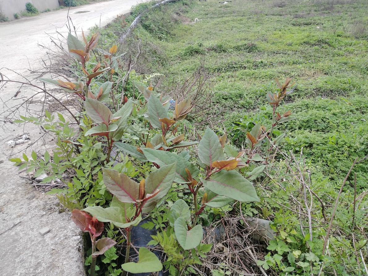 农村路边常见的酸汤杆小时候当零食如今有人靠它发家致富