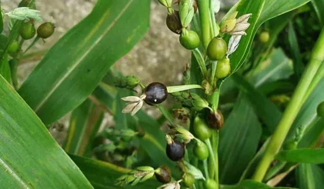 农村一种野草俗称来尿珠小时候拿来串珠子却不知其价值高