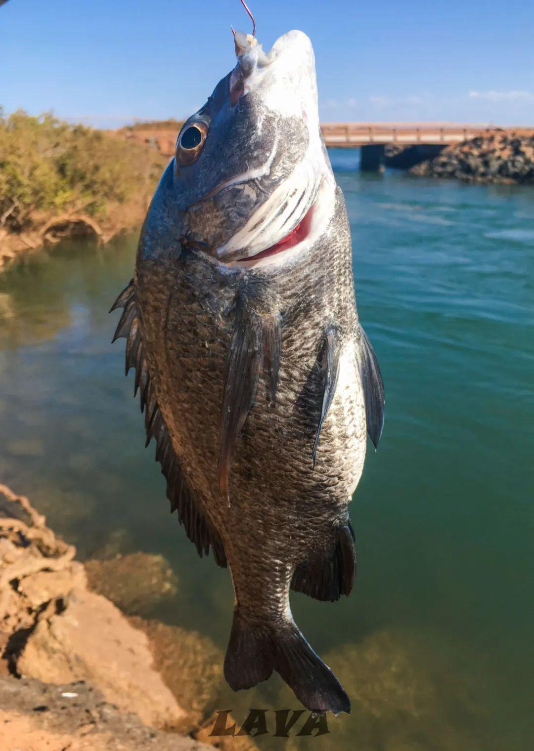 给我一根鱼竿我可以钓出一顿晚餐