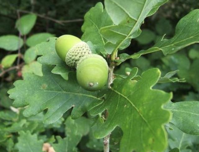 1种高大的栎树果子价值高以往拿来制作陀螺奇特