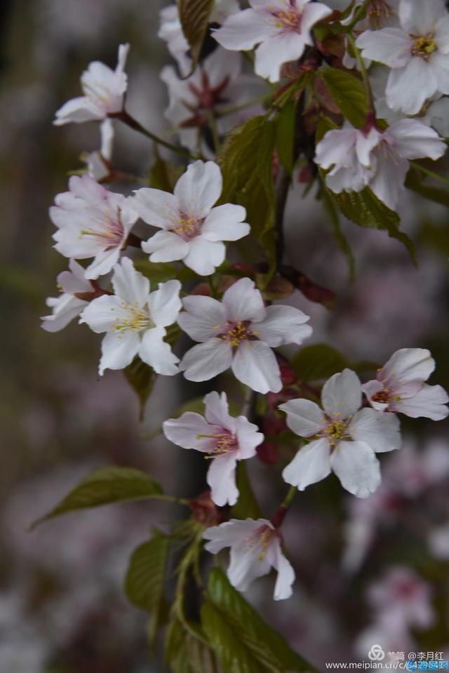 摄影欣赏天马寨野樱花开放盛况