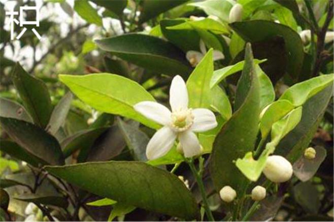 后河一"药树":十里八村都找"它"治病!全长葛独一份儿