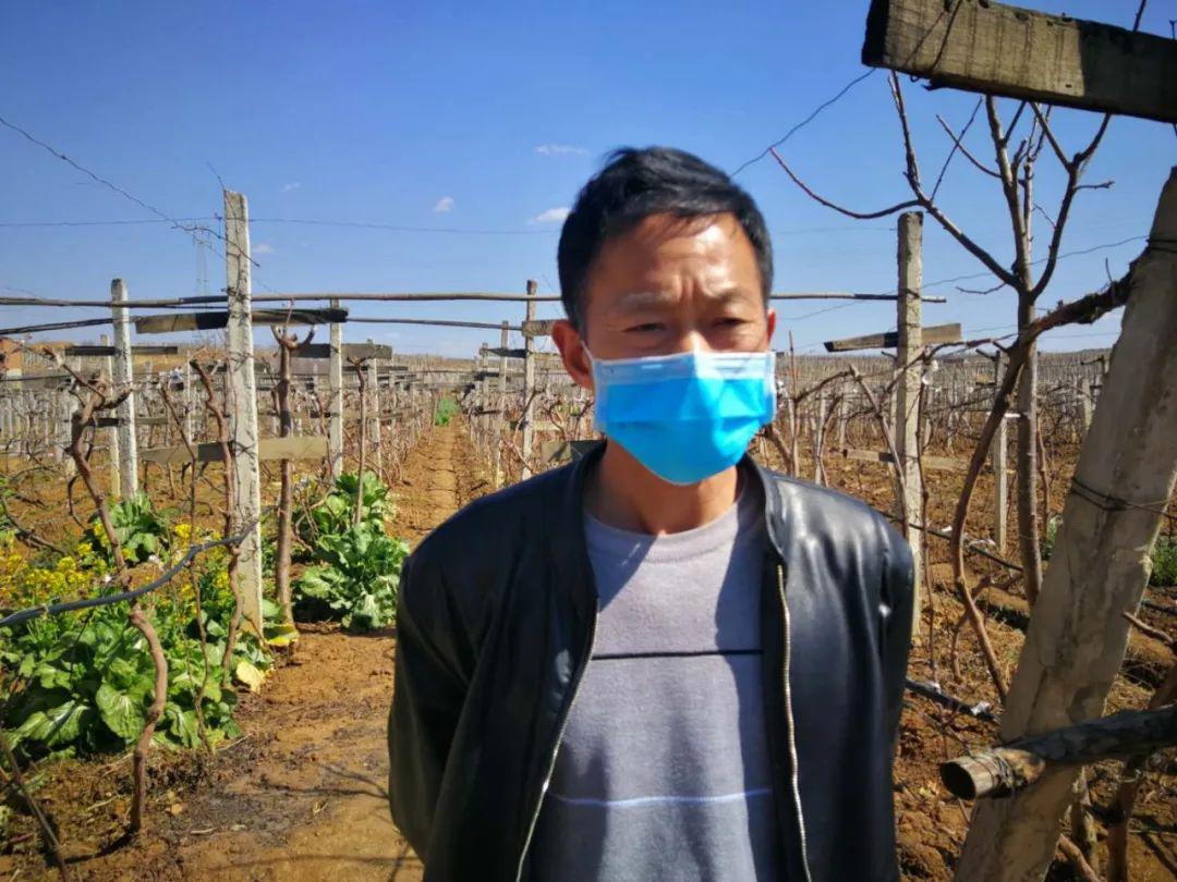 昭阳区凤凰街道龙山寨绿色有机葡萄促农户增收致富