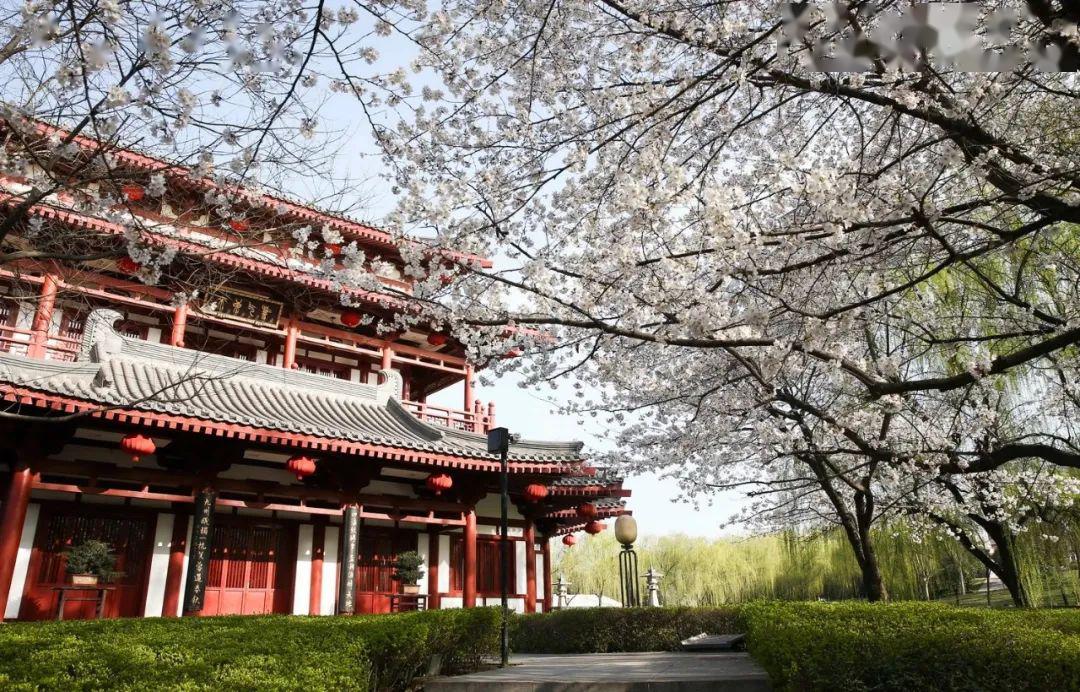 等闲识得春风面万紫千红总是春丨西安刷爆朋友圈的春色太撩人