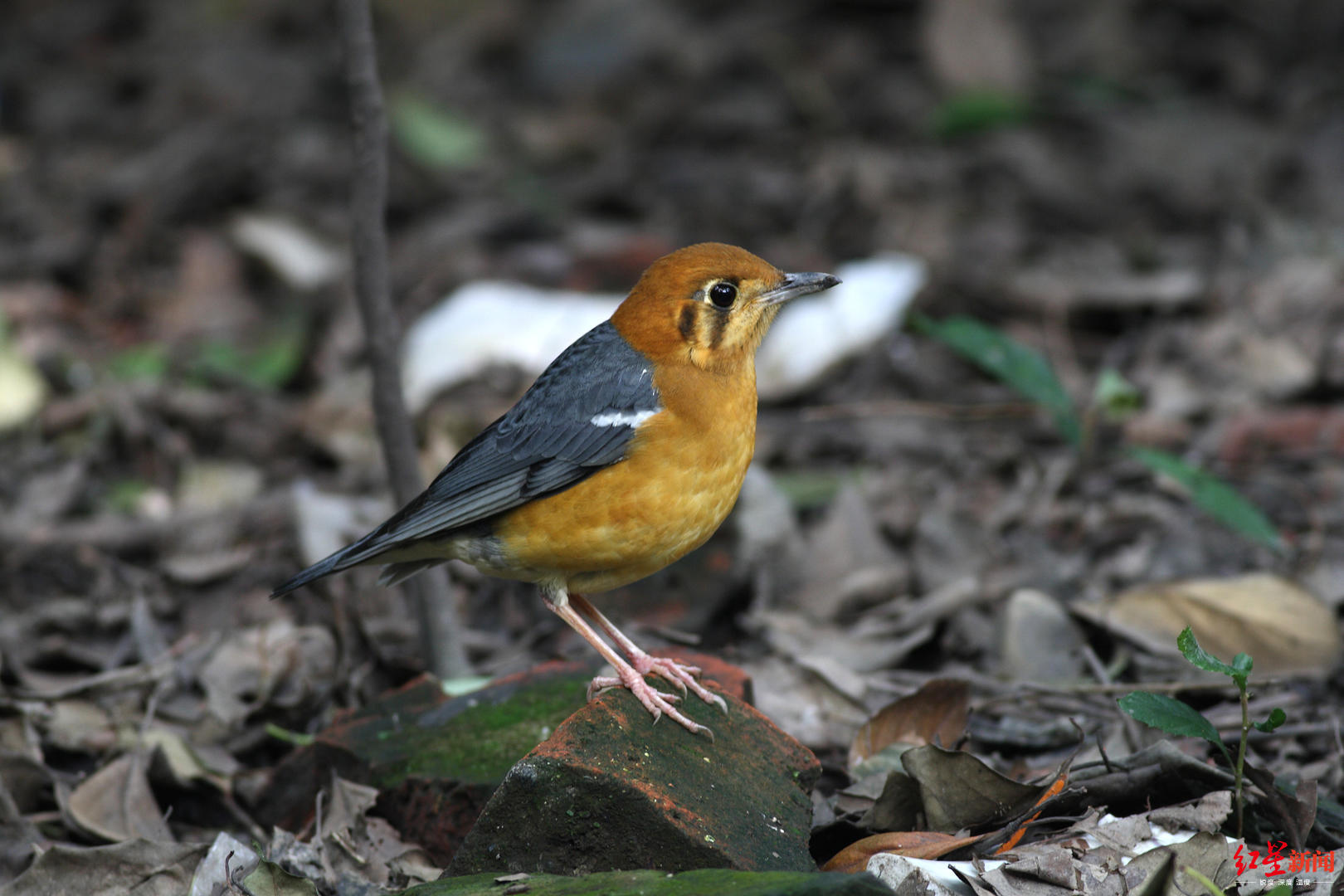 最新記錄四川野生鳥類有757種23年新增135種