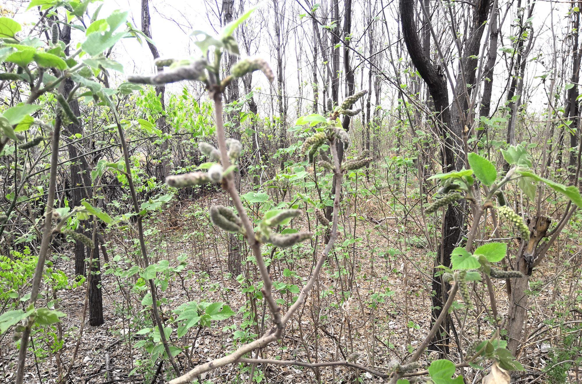乡下这种野树叫构树浑身长满毛毛虫摘点做蒸菜特别美味