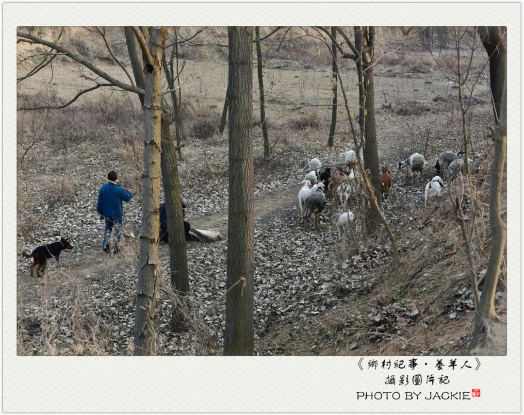 沟崖上遇到放羊人-part2 夕阳下,沟底的白杨树梢已泛着黄绿,土崖上