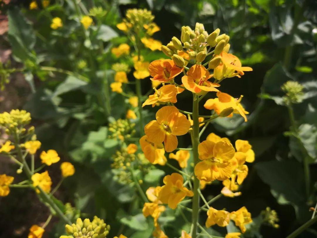 满目金黄百里香,一方春色醉上农|上海农场蜂产品等您来细品!_礼盒