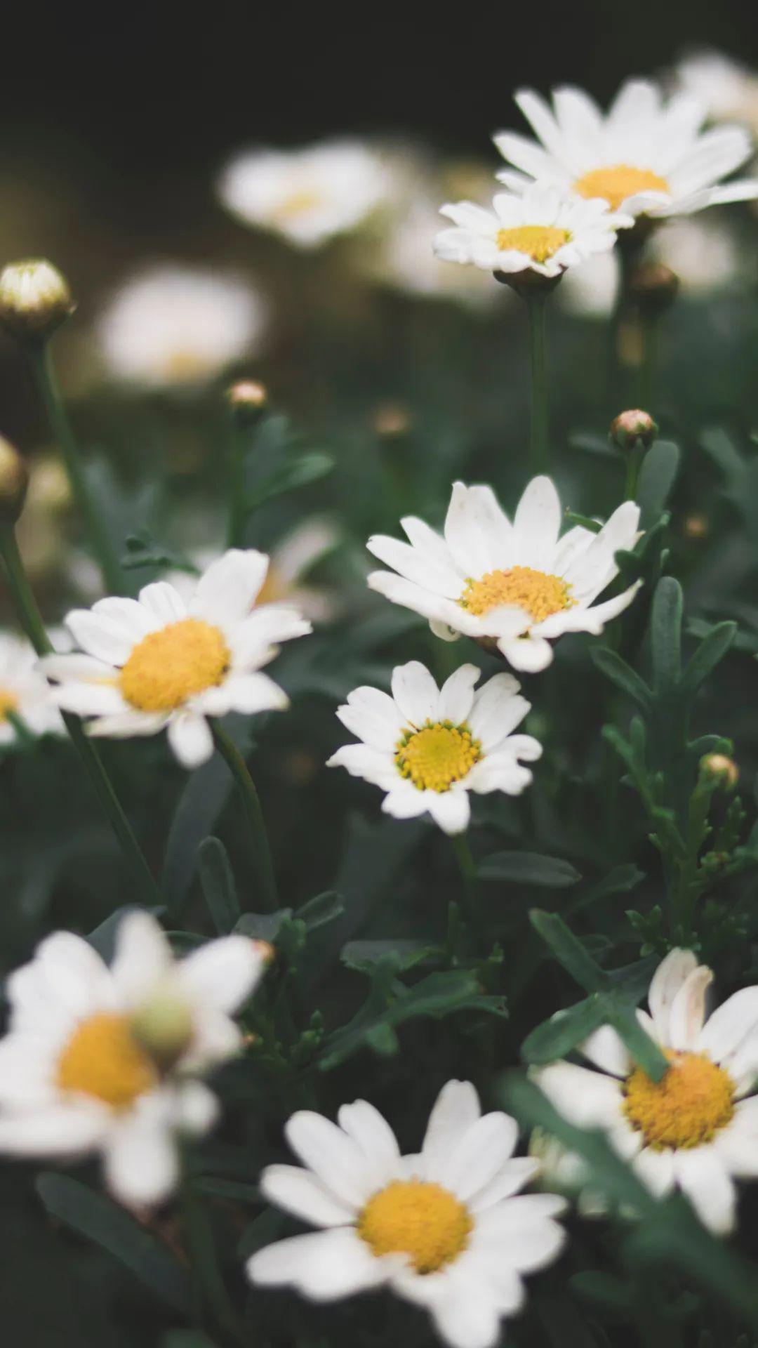 手机壁纸高清抖音精选壁纸无水印美图